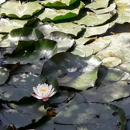 Tenuta Degli Angeli Rossi 4*